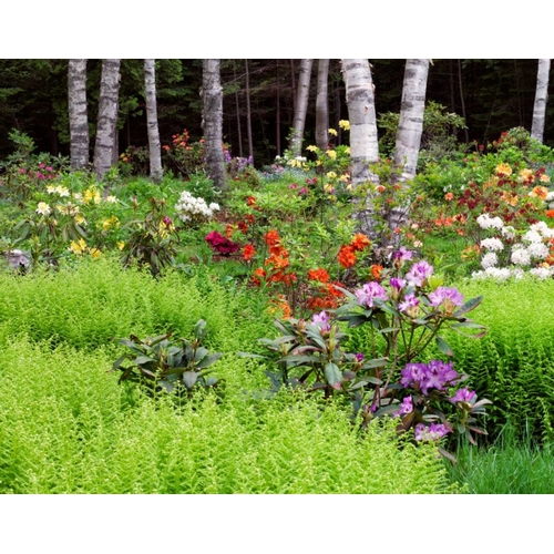 Canada, New Brunswick, garden and forest